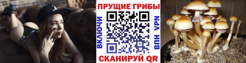 Псилоцибиновые грибы Psilocybine cubensis  Купить закладки  Братск 